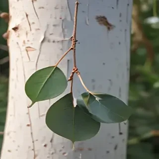 transparent eucalyptus