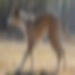 greyhound dog breed