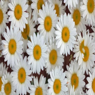 daisy background