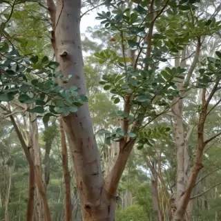 transparent eucalyptus