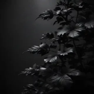 black wallpaper for iphone