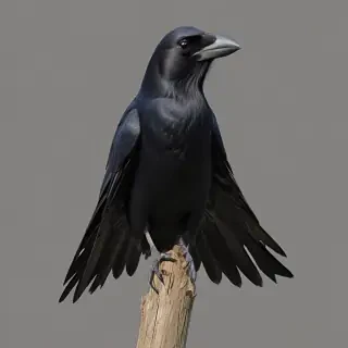 crows png