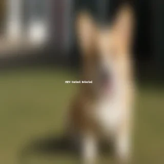 cute corgi wallpaper