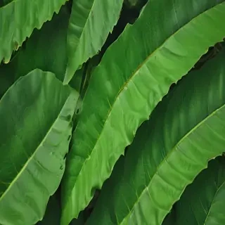 green leaf background