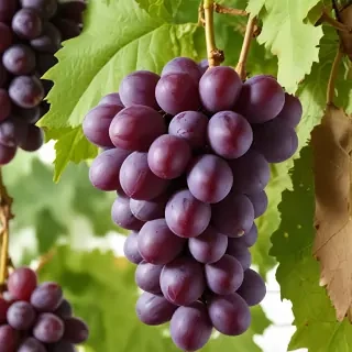 grapes png
