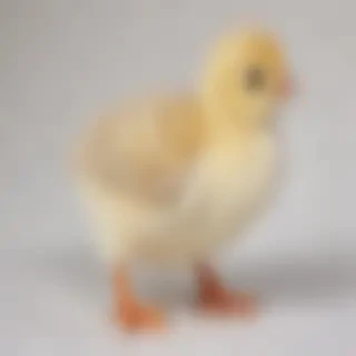 transparent chick