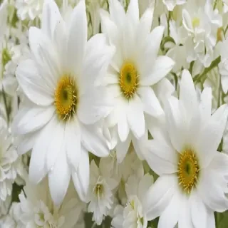 white flower wallpaper