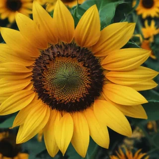 sunflower iphone background