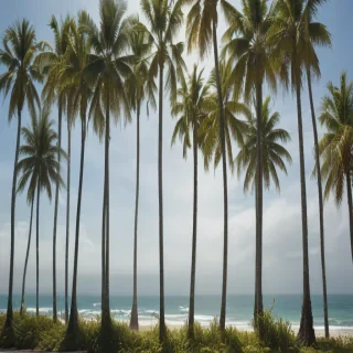 transparent palm trees