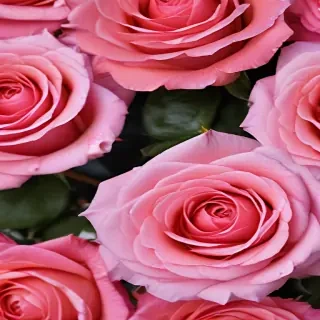 full screen rose wallpaper hd