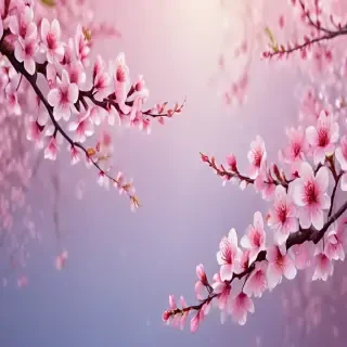 cherry blossom backround