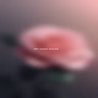 rose phone wallpaper