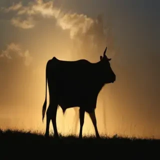 cow silhouette