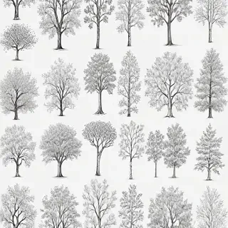 images of trees for drawing