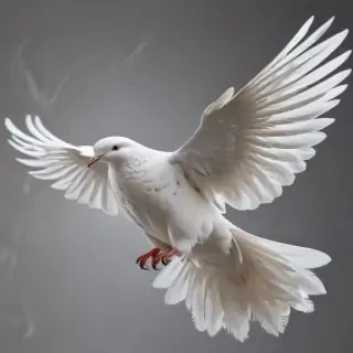 dove png