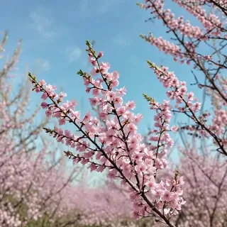 spring iphone wallpaper
