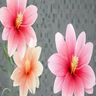 transparent flower background
