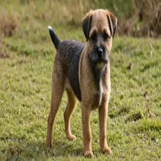 affen border terrier