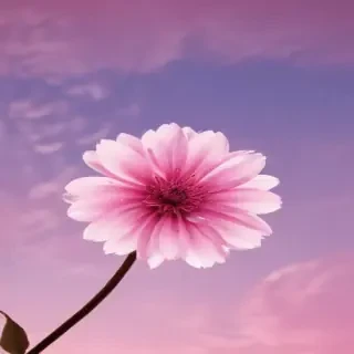cute pink wallpaper for iphone
