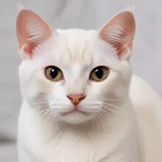 burmilla cat breed
