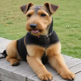 airedale terrier