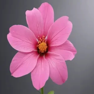 pink flower transparent background