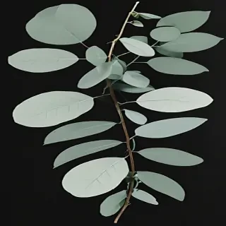 eucalyptus clipart black and white