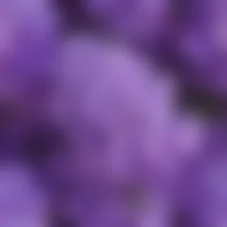 lilac background