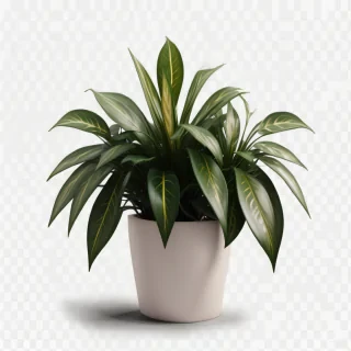 plants transparent background