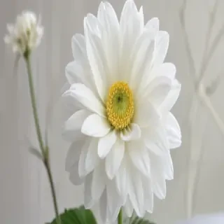 white flower wallpaper