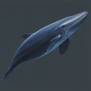 blue whale png