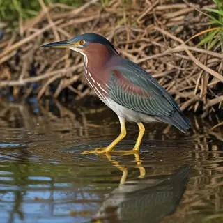 green heron
