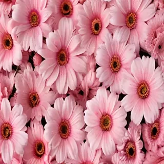 aesthetic flower desktop wallpaper