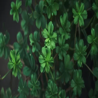 clover png