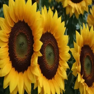 aesthetic sunflower