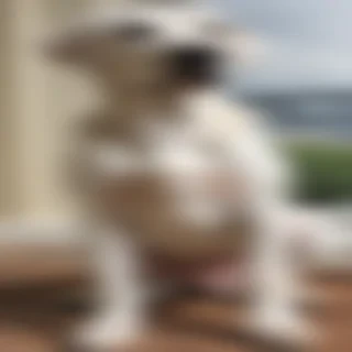 labmaraner dog breed