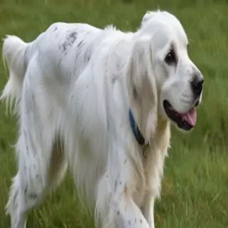 english setter