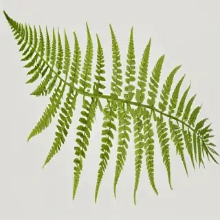 transparent fern png