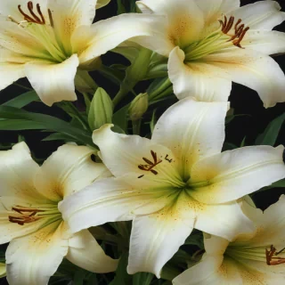 lily background