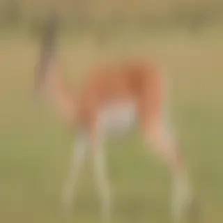 gazelle animal