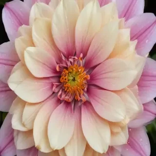aesthetic flower pictures
