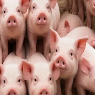 pig wallpaper