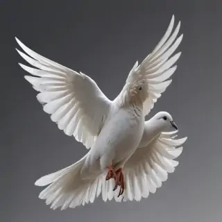 png dove