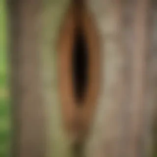 tree trunk tree