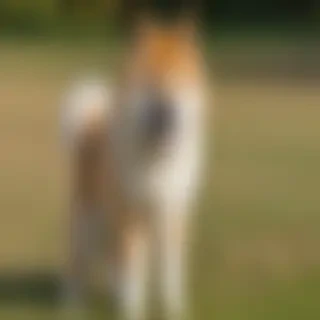 akita chow dog breed