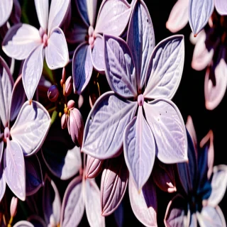 lilac color