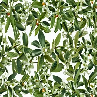 mistletoe png