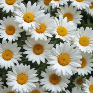 daisy wallpaper iphone