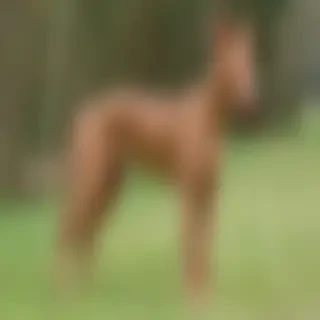 pharaoh hound