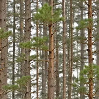 pine tree transparent